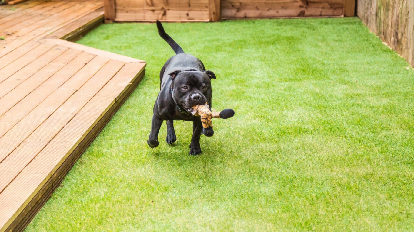 Dog playing on pet-safe artificial grass in Ocala, FL
